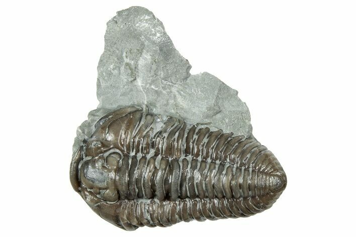Prone Flexicalymene Trilobite - Mt Orab, Ohio #358065